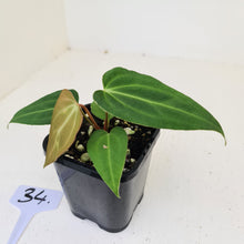 Load image into Gallery viewer, #34 Anthurium Magnificum Hybrid x - Seedling