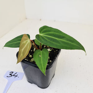 #34 Anthurium Magnificum Hybrid x - Seedling