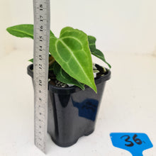 Load image into Gallery viewer, #36 Anthurium Magnificum Hybrid x - Seedling - 2 x heads