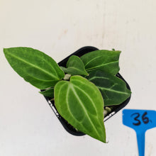 Load image into Gallery viewer, #36 Anthurium Magnificum Hybrid x - Seedling - 2 x heads