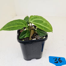 Load image into Gallery viewer, #36 Anthurium Magnificum Hybrid x - Seedling - 2 x heads