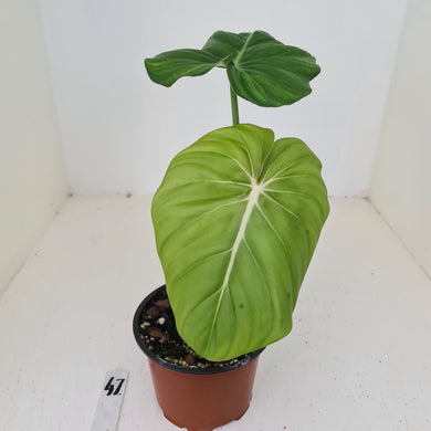 #47 Philodendron Dean McDowell - Rooted tip cutting