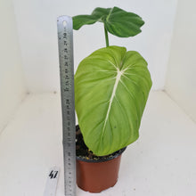 Load image into Gallery viewer, #47 Philodendron Dean McDowell - Rooted tip cutting