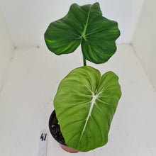 Load image into Gallery viewer, #47 Philodendron Dean McDowell - Rooted tip cutting