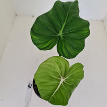Load image into Gallery viewer, #47 Philodendron Dean McDowell - Rooted tip cutting
