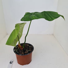 Load image into Gallery viewer, #47 Philodendron Dean McDowell - Rooted tip cutting