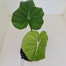 Load image into Gallery viewer, #47 Philodendron Dean McDowell - Rooted tip cutting