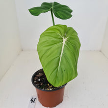 Load image into Gallery viewer, #47 Philodendron Dean McDowell - Rooted tip cutting