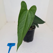 Load image into Gallery viewer, #57 Anthurium Unknown ID