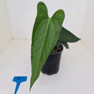 #57 Anthurium Unknown ID