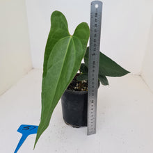 Load image into Gallery viewer, #57 Anthurium Unknown ID