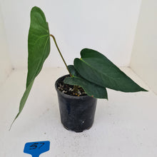 Load image into Gallery viewer, #57 Anthurium Unknown ID