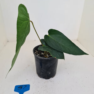 #57 Anthurium Unknown ID