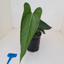 Load image into Gallery viewer, #57 Anthurium Unknown ID