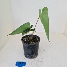 Load image into Gallery viewer, #57 Anthurium Unknown ID