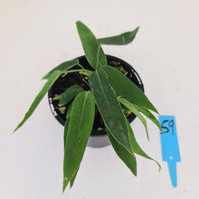 Load image into Gallery viewer, #59 Anthurium Pallidiflorum - Two heads