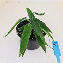Load image into Gallery viewer, #59 Anthurium Pallidiflorum - Two heads