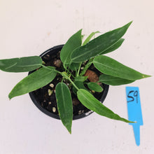 Load image into Gallery viewer, #59 Anthurium Pallidiflorum - Two heads