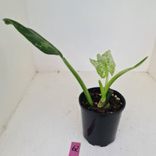 Load image into Gallery viewer, #62 Philodendron Jose Buono - Rooted and shot cutting