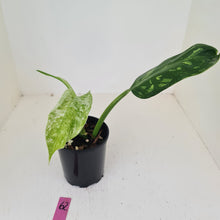 Load image into Gallery viewer, #62 Philodendron Jose Buono - Rooted and shot cutting