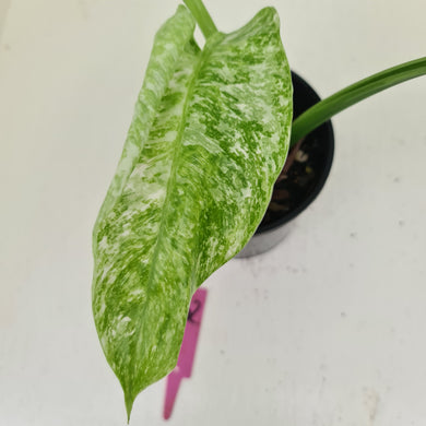 #62 Philodendron Jose Buono - Rooted and shot cutting