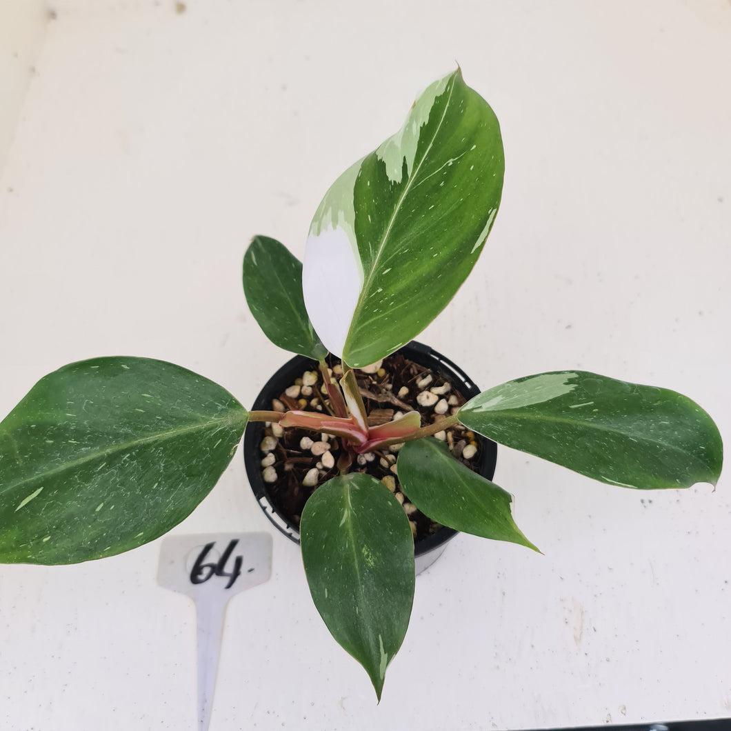 #64 Philodendron White Knight