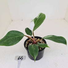 Load image into Gallery viewer, #64 Philodendron White Knight