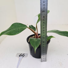 Load image into Gallery viewer, #64 Philodendron White Knight