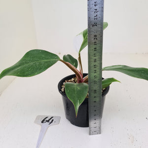 #64 Philodendron White Knight