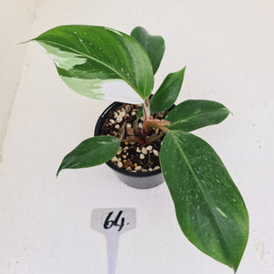 #64 Philodendron White Knight