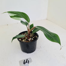 Load image into Gallery viewer, #64 Philodendron White Knight
