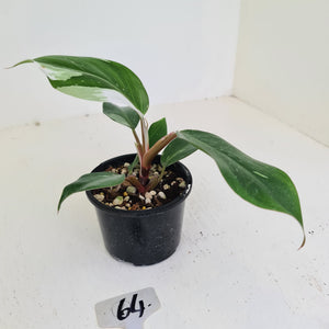 #64 Philodendron White Knight
