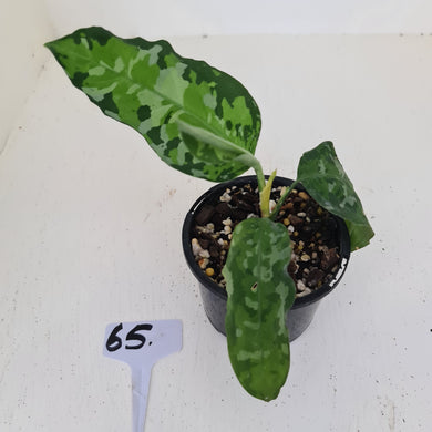 #65 Aglaonema Pictum Tricolor