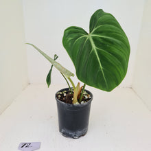 Load image into Gallery viewer, #72 Philodendron Gloriosum