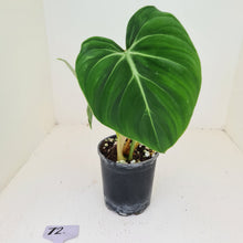 Load image into Gallery viewer, #72 Philodendron Gloriosum