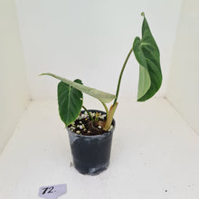 Load image into Gallery viewer, #72 Philodendron Gloriosum