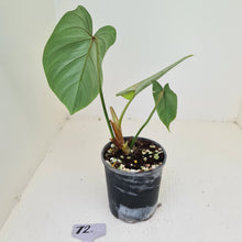 Load image into Gallery viewer, #72 Philodendron Gloriosum
