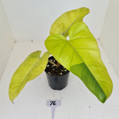 #76 Philodendron Golden Erubescens
