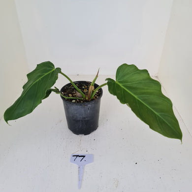 #77 Philodendron Corsinianum / 'Bronze Shield'