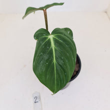 Load image into Gallery viewer, #2 Philodendron Gloriosum