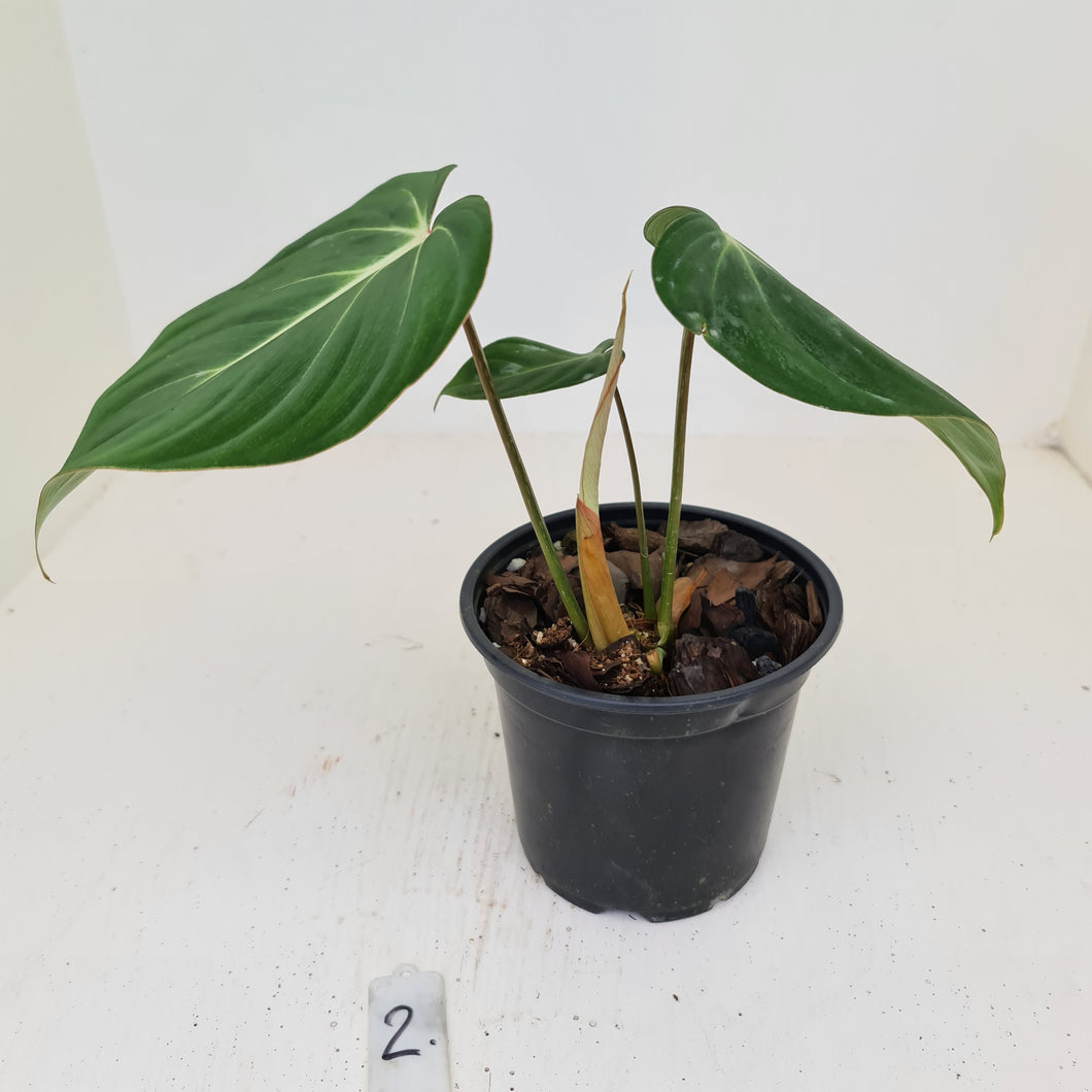 #2 Philodendron Gloriosum
