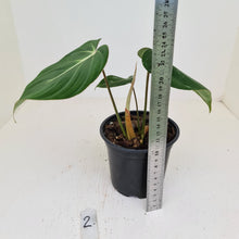 Load image into Gallery viewer, #2 Philodendron Gloriosum