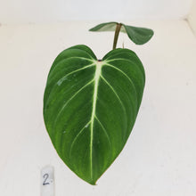 Load image into Gallery viewer, #2 Philodendron Gloriosum