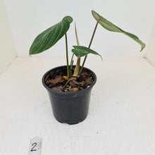 Load image into Gallery viewer, #2 Philodendron Gloriosum