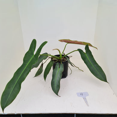 #4 Philodendron Atabapoense