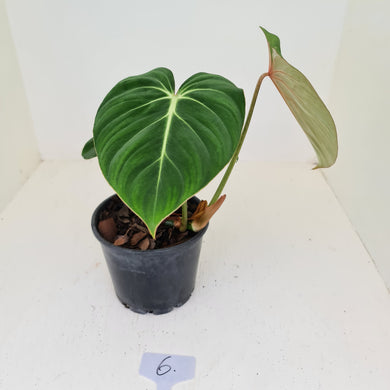 #6 Philodendron Gloriosum