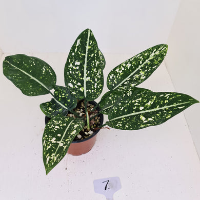 #7 Aglaonema 'Galaxy' / 'Morodoklok'
