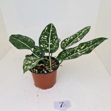 Load image into Gallery viewer, #7 Aglaonema &#39;Galaxy&#39; / &#39;Morodoklok&#39;