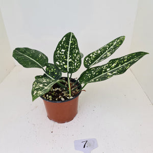 #7 Aglaonema 'Galaxy' / 'Morodoklok'