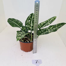 Load image into Gallery viewer, #7 Aglaonema &#39;Galaxy&#39; / &#39;Morodoklok&#39;